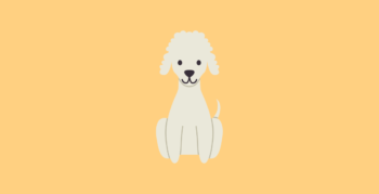 Dog Breed History - Learn About the Poodle