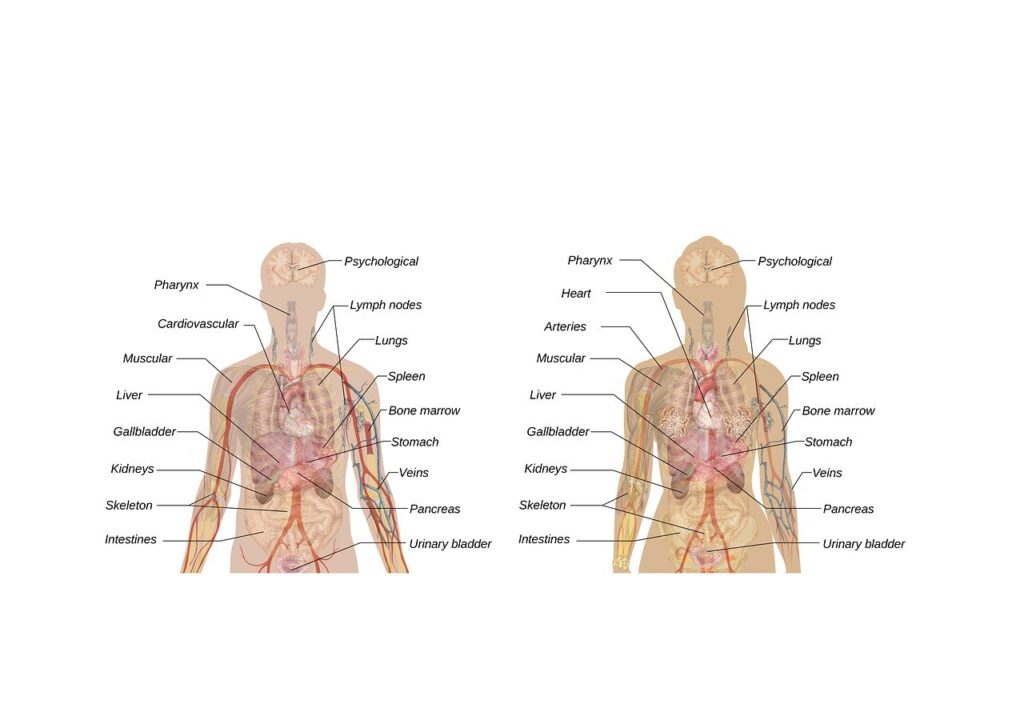 Male and female anatomy